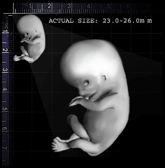 20-end_of_embryonic_stage-day58